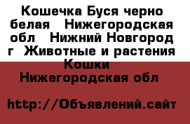 Кошечка Буся черно-белая - Нижегородская обл., Нижний Новгород г. Животные и растения » Кошки   . Нижегородская обл.